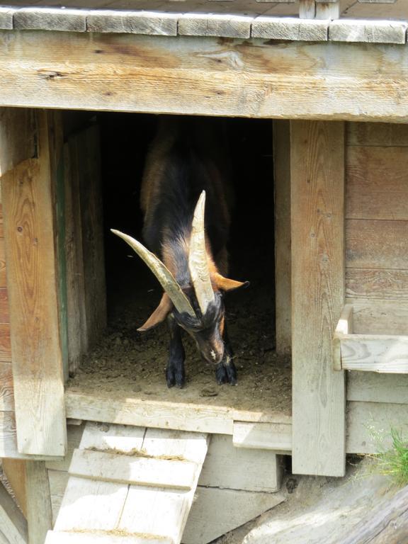 Landhaus Dorfer Grossarl Pokoj fotografie